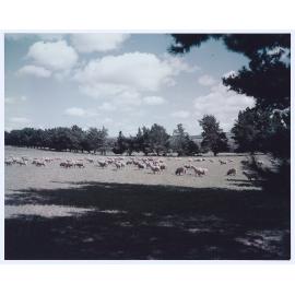 One of the many pastoral scenes that have made Orange famous as a grazing centre