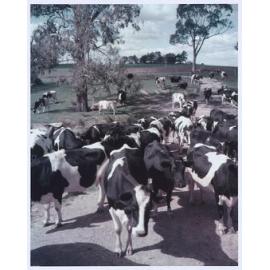 A herd of Friesians is typical of the fine dairy cattle of the district