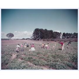 Harvesting potatoes near Orange