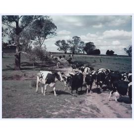 Friesian cows