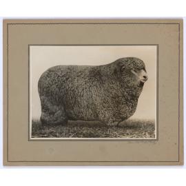 Corriedale sheep