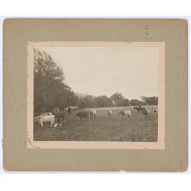 Cattle in a field