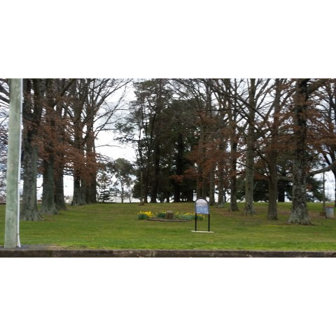 Newman Park WWI Memorial Avenue of trees and Monument