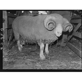 Florina Stud ram sale
