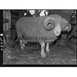 Florina Stud ram sale