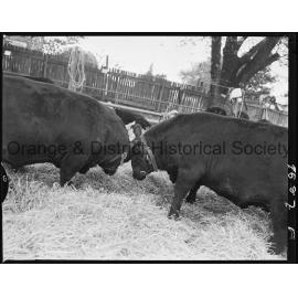 Blayney Show