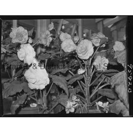 Blowes Conservatory, Orange