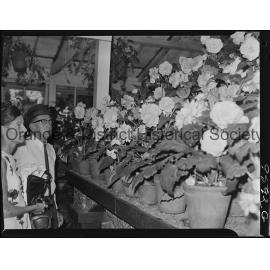 Blowes Conservatory, Orange
