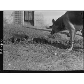 RSPCA dogs' home