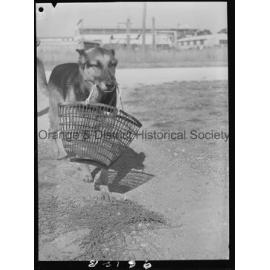 RSPCA dogs' home