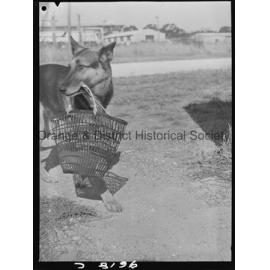 RSPCA dogs' home