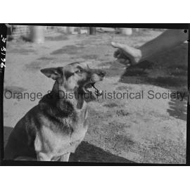 RSPCA dogs' home