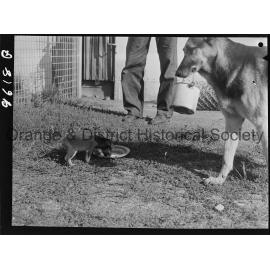 RSPCA dogs' home