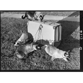 Travelling Siamese cats