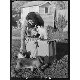 Travelling Siamese cats