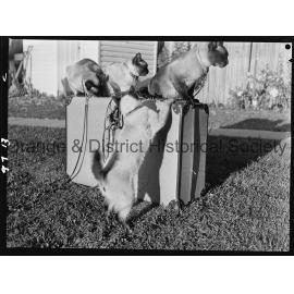 Travelling Siamese cats