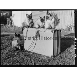 Travelling Siamese cats