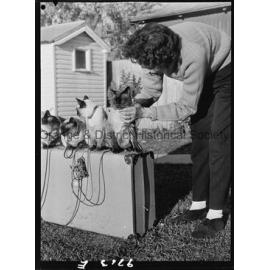 Travelling Siamese cats