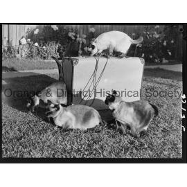 Travelling Siamese cats