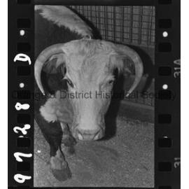 Orange Show second day