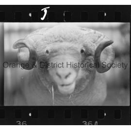 Orange Show second day