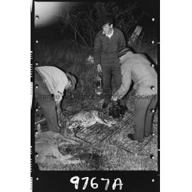 Sheep trailer accident