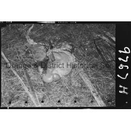 Sheep trailer accident