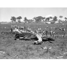 Field Days