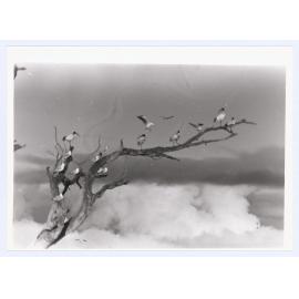 Birds in Leeds Parade