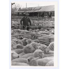 Orange Saleyards