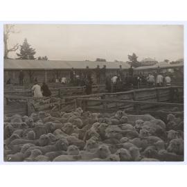Orange Saleyards