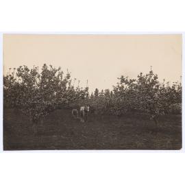 Apple blossoms at Orange