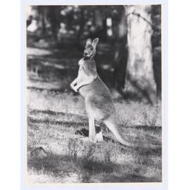 Kangaroo