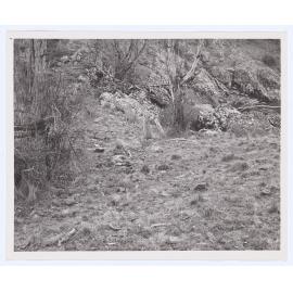 Suma Park Dam, Orange, NSW