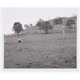 Suma Park Dam, Orange, NSW