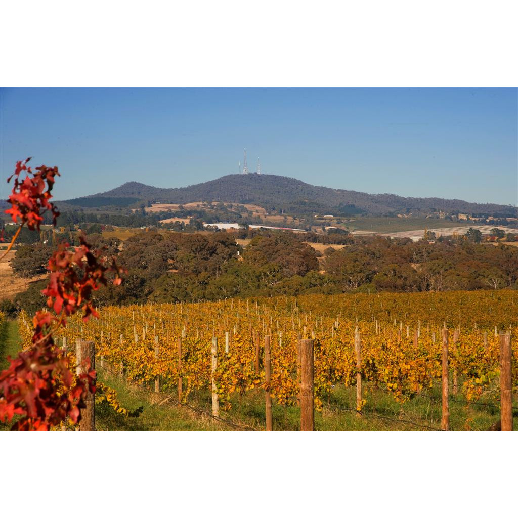 View of Mount Canobolas with vineyard