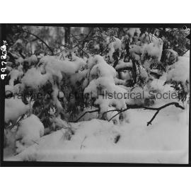 Heavy snow on Mount Canobolas