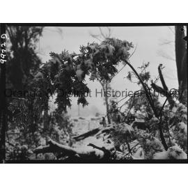 Heavy snow on Mount Canobolas