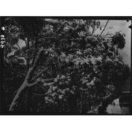 Heavy snow on Mount Canobolas