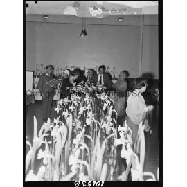 Best bloom, Daffodil