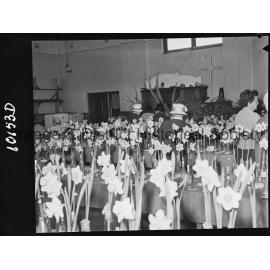 Best bloom, Daffodil