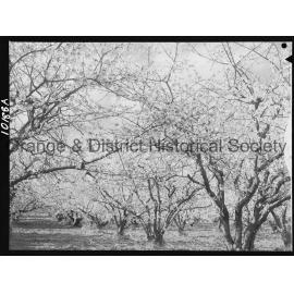 Cherry trees on local orchards