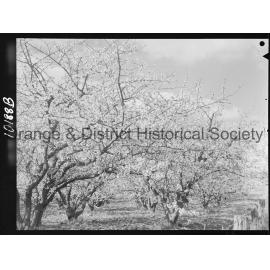 Cherry trees on local orchards