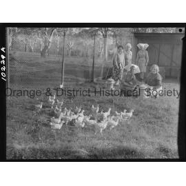 Chicken run at hospital