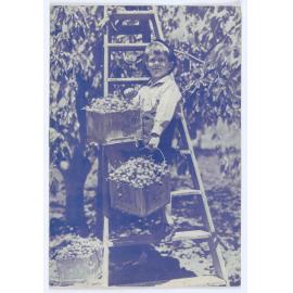 Official Program 1948 Orange Cherry Blossom Carnival