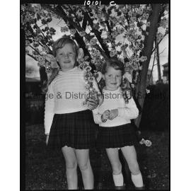 Spring blossoms in Cook Park