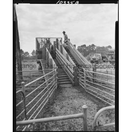 Orange Saleyards