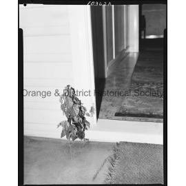 Tree sprouting through wall of house