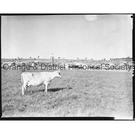 Jersey cow at Orange Field Days