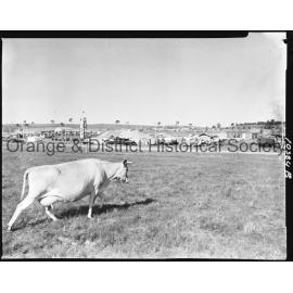 Jersey cow at Orange Field Days